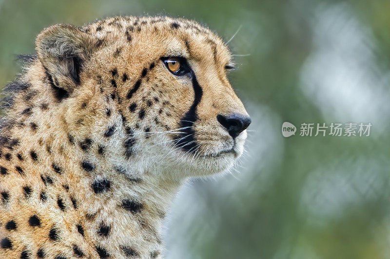 猎豹(Acinonyx jubatus)